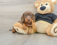 5 week old Dachshund Puppy For Sale - Windy City Pups