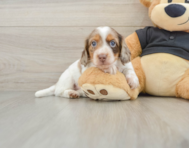 6 week old Dachshund Puppy For Sale - Windy City Pups