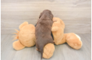 Best Dachshund Baby