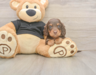 6 week old Dachshund Puppy For Sale - Windy City Pups