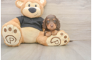 Dachshund Puppy for Adoption