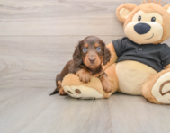 5 week old Dachshund Puppy For Sale - Windy City Pups