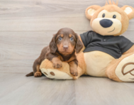 5 week old Dachshund Puppy For Sale - Windy City Pups