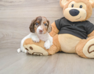 5 week old Dachshund Puppy For Sale - Windy City Pups
