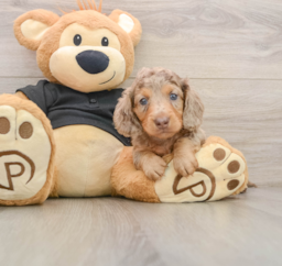 5 week old Dachshund Puppy For Sale - Windy City Pups