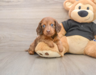 5 week old Dachshund Puppy For Sale - Windy City Pups