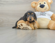 6 week old Dachshund Puppy For Sale - Windy City Pups