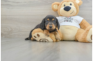 Cute Dachshund Purebred Pup