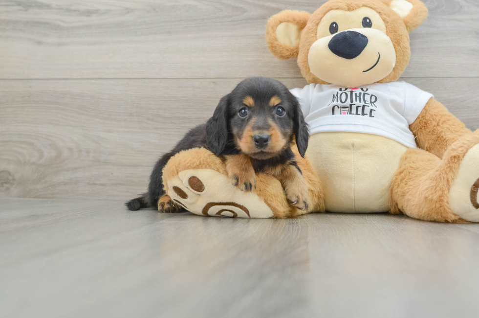 6 week old Dachshund Puppy For Sale - Windy City Pups