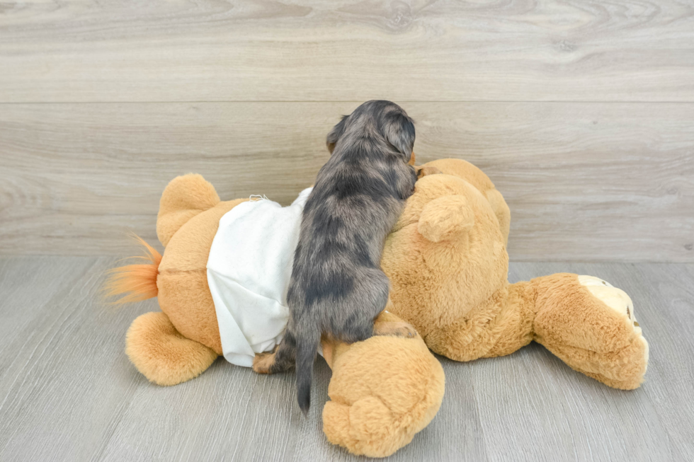 Best Dachshund Baby