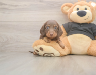 6 week old Dachshund Puppy For Sale - Windy City Pups
