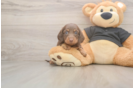 Dachshund Pup Being Cute