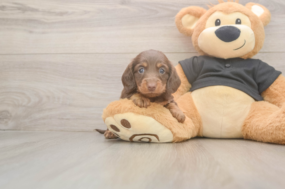 5 week old Dachshund Puppy For Sale - Windy City Pups