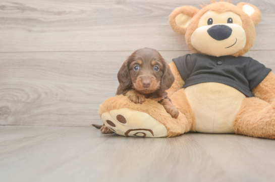 Dachshund Pup Being Cute