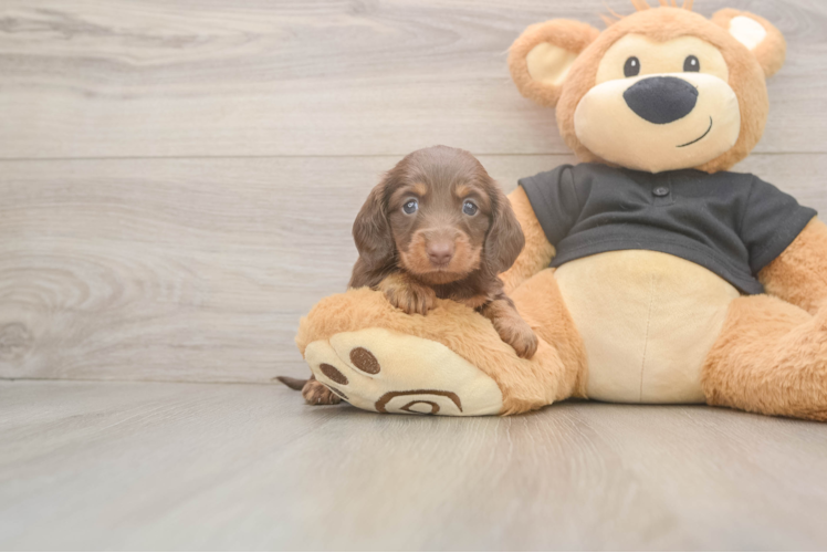 Meet Alma - our Dachshund Puppy Photo  1/3 - Windy City Pups Dachshund Pup Being Cute