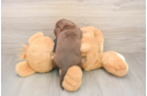 Cute Doxie Purebred Puppy
