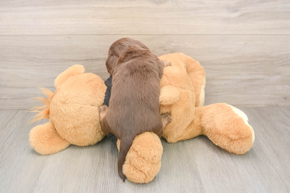 Cute Doxie Purebred Puppy