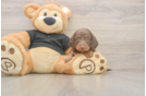 Cute Dachshund Baby