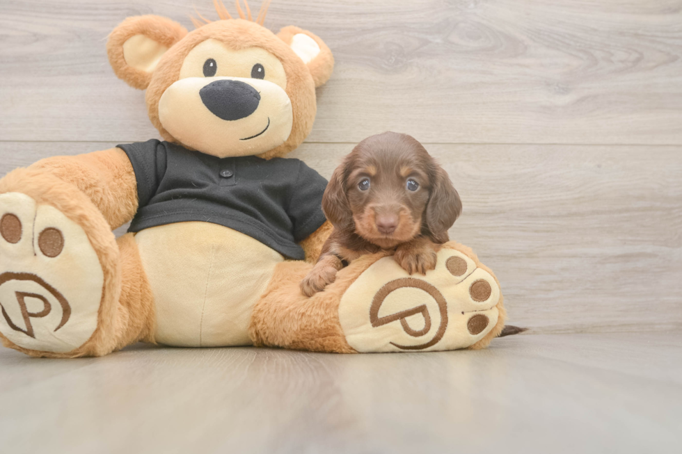 Cute Dachshund Baby