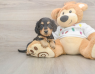 6 week old Dachshund Puppy For Sale - Windy City Pups