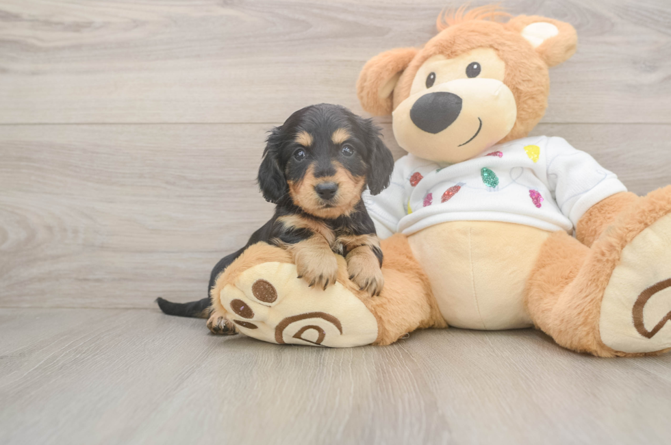 6 week old Dachshund Puppy For Sale - Windy City Pups