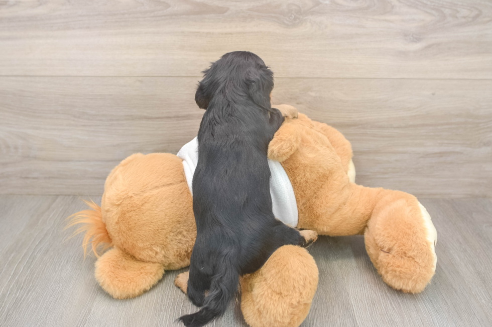 Dachshund Pup Being Cute