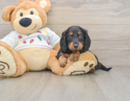 5 week old Dachshund Puppy For Sale - Windy City Pups
