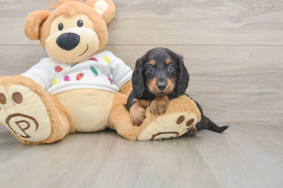 6 week old Dachshund Puppy For Sale - Windy City Pups