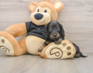 5 week old Dachshund Puppy For Sale - Windy City Pups