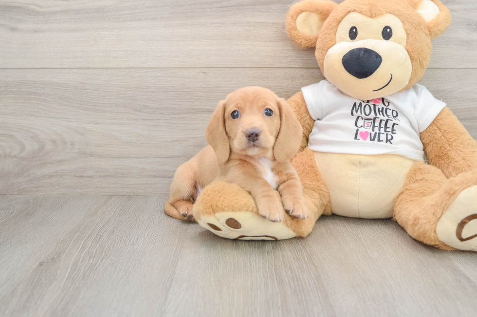 Dachshund Puppy for Adoption