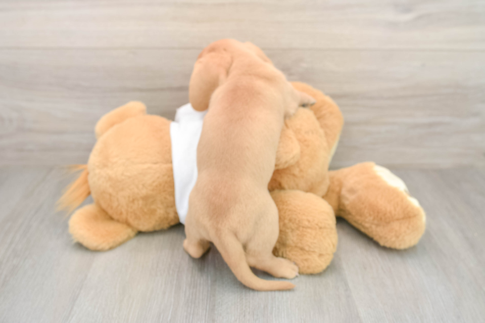 Dachshund Pup Being Cute