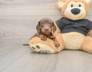 7 week old Dachshund Puppy For Sale - Windy City Pups