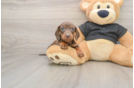Best Dachshund Baby