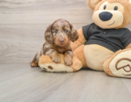 5 week old Dachshund Puppy For Sale - Windy City Pups