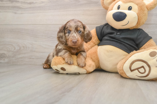 Cute Dachshund Purebred Pup