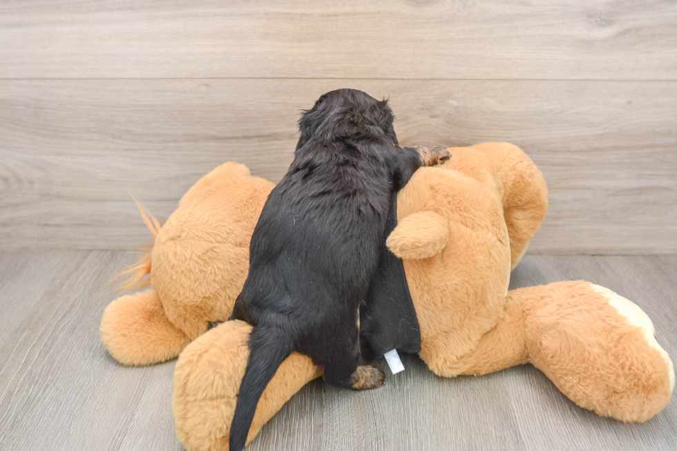 Dachshund Pup Being Cute