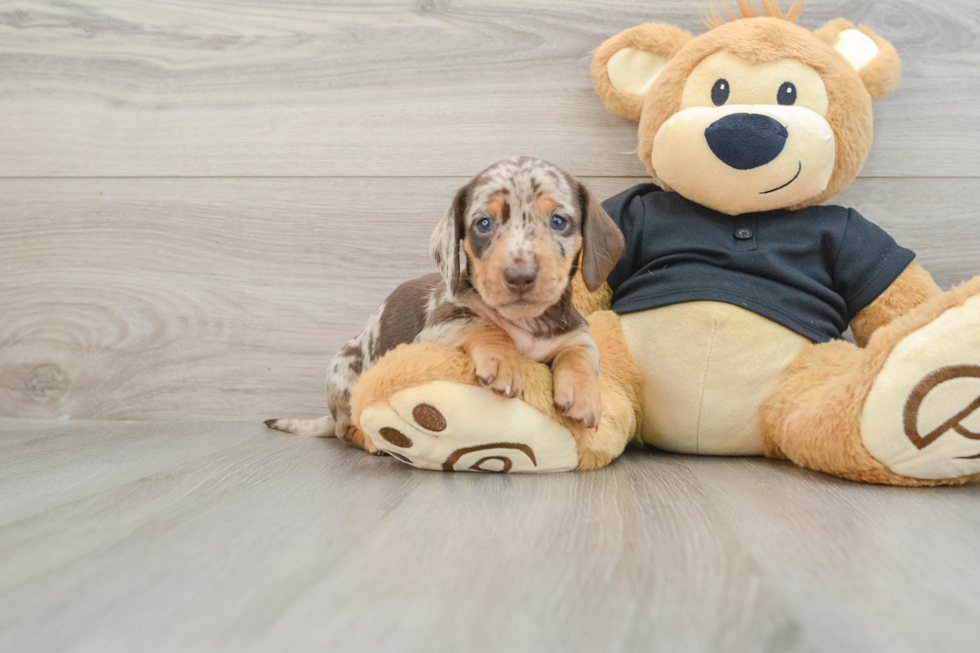 Best Dachshund Baby