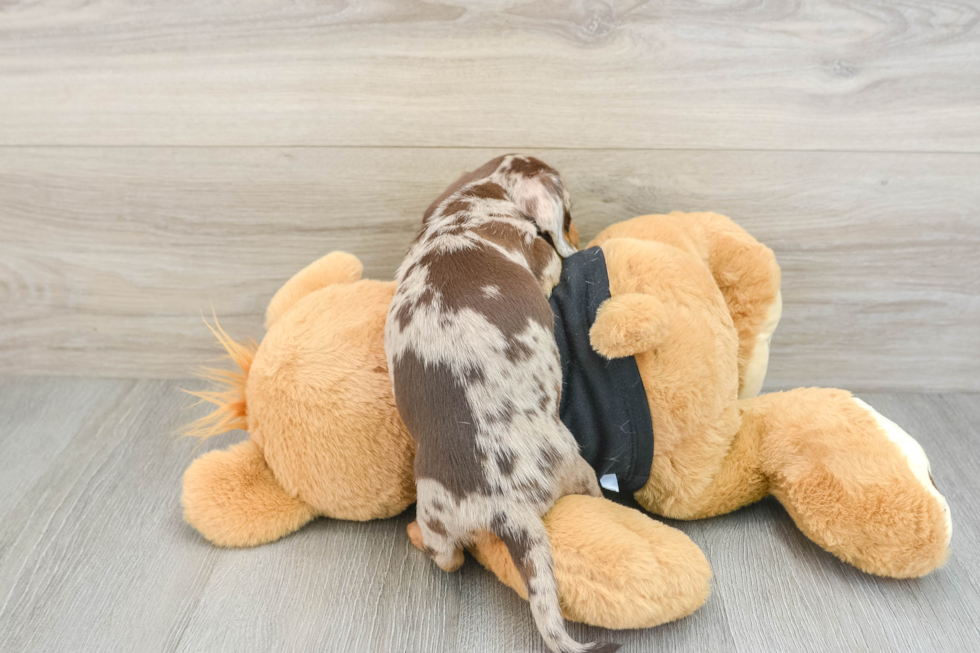 Cute Dachshund Purebred Pup