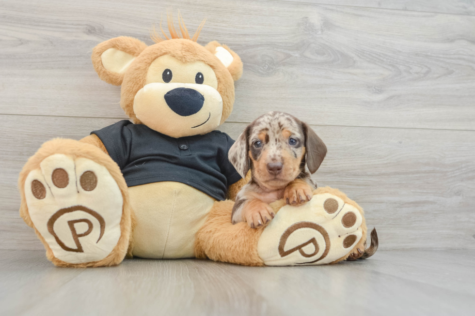 Cute Doxie Purebred Puppy