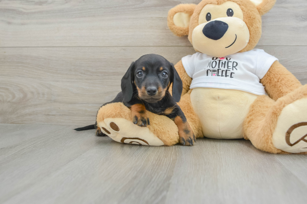 6 week old Dachshund Puppy For Sale - Windy City Pups