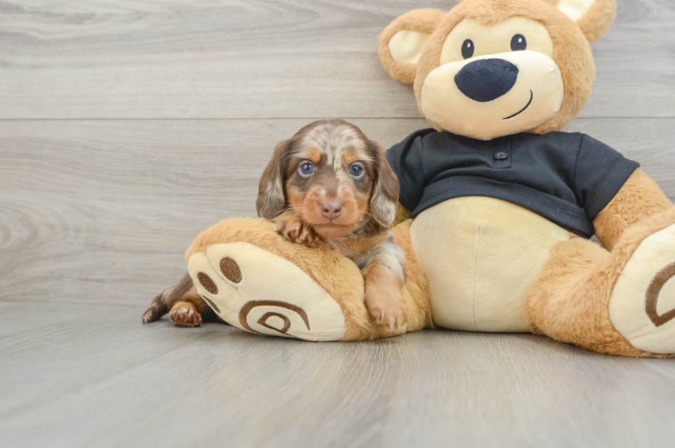 5 week old Dachshund Puppy For Sale - Windy City Pups