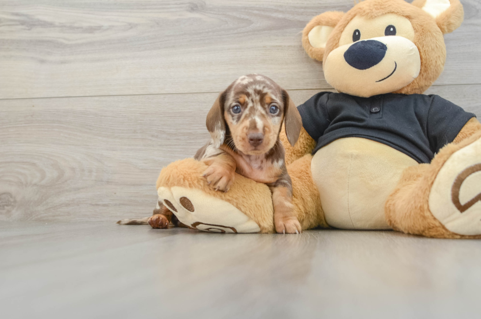 6 week old Dachshund Puppy For Sale - Windy City Pups