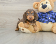 6 week old Dachshund Puppy For Sale - Windy City Pups