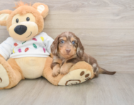 5 week old Dachshund Puppy For Sale - Windy City Pups