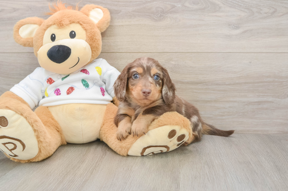 6 week old Dachshund Puppy For Sale - Windy City Pups