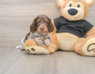 5 week old Dachshund Puppy For Sale - Windy City Pups
