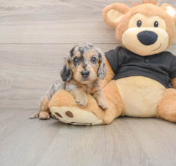 5 week old Dachshund Puppy For Sale - Windy City Pups
