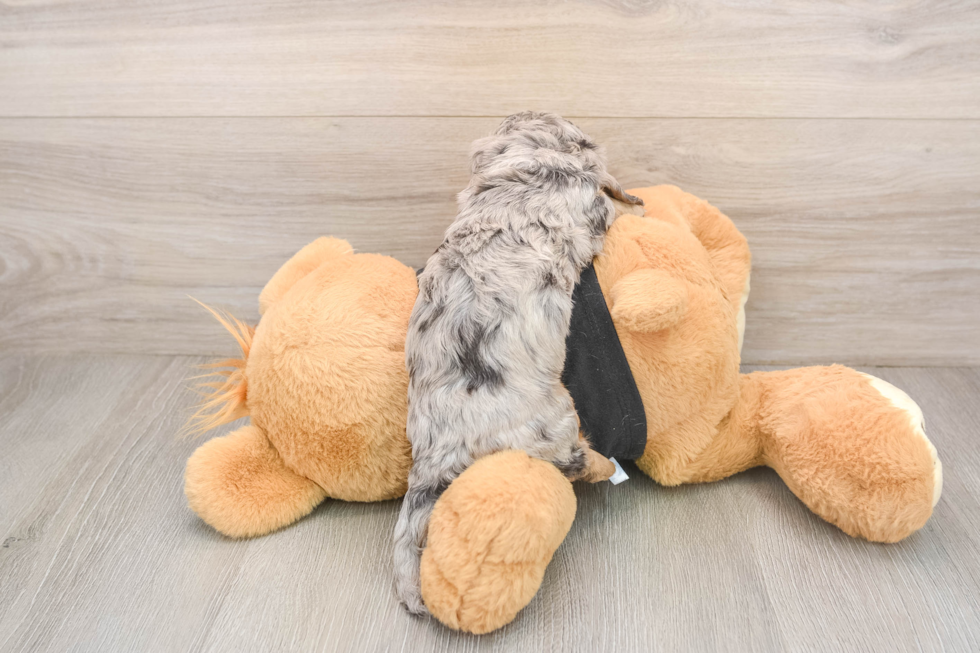 Cute Dachshund Baby