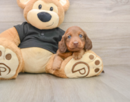 5 week old Dachshund Puppy For Sale - Windy City Pups