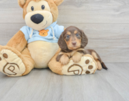 5 week old Dachshund Puppy For Sale - Windy City Pups